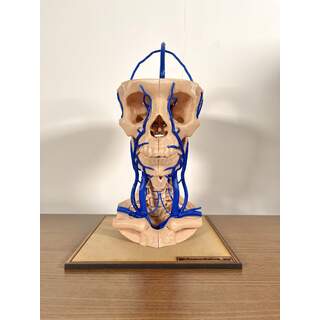 Venas de la cabeza y el cuello