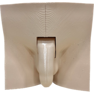 Aparato Genital Masculino