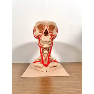 Arterias de la cabeza y el cuello