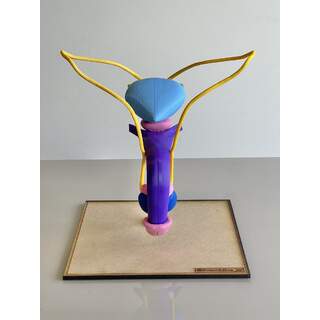 Aparato Uro genital masculino