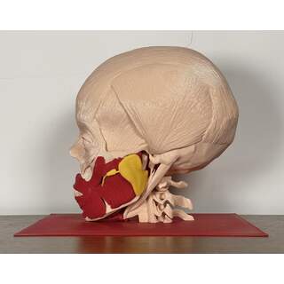 Glándulas Salivales